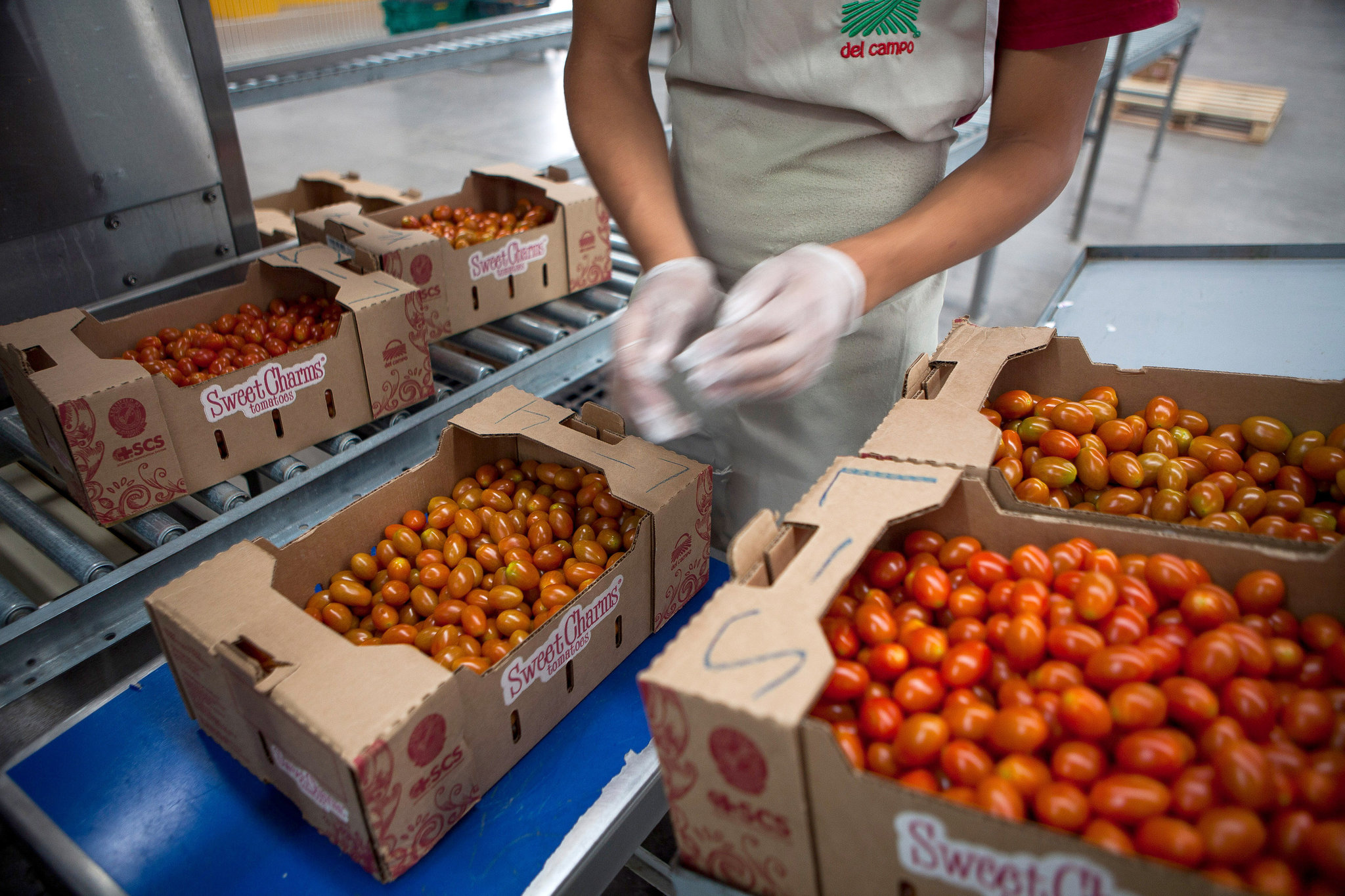 tomatoes.jpg
