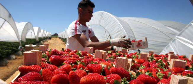 fraise-espagne.jpg