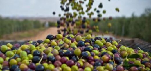 olives_tunisie.jpg