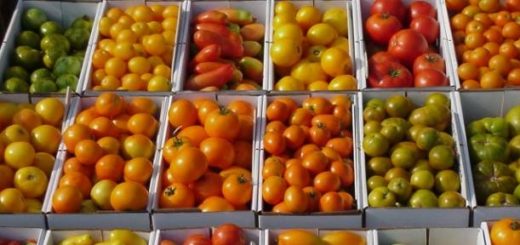 tomates-varietes.jpg