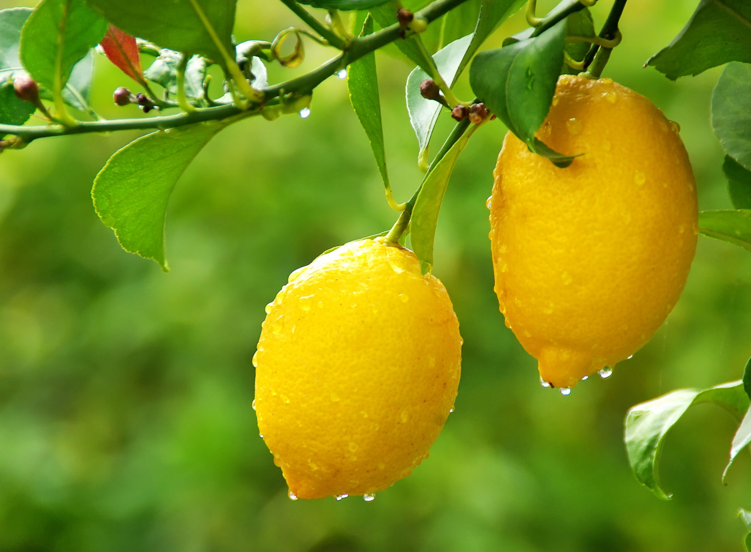 citronnier.jpg