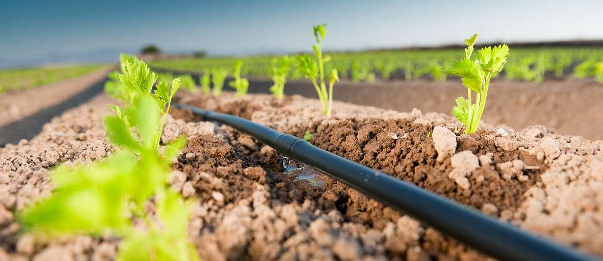 irrigation.jpg