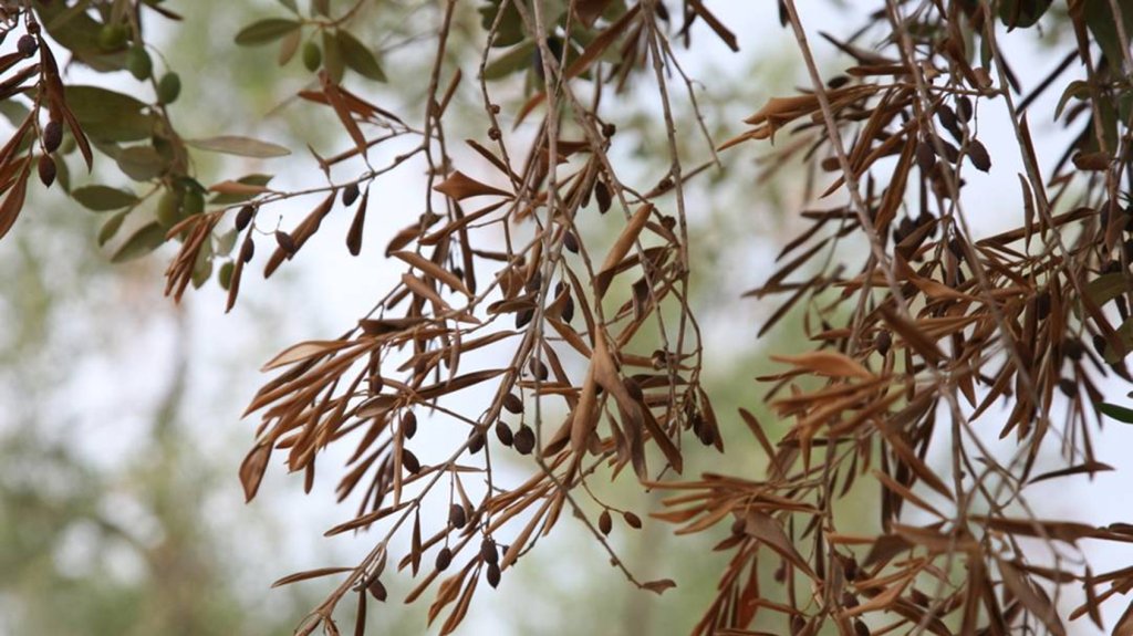 xylella_fastidiosa.jpg