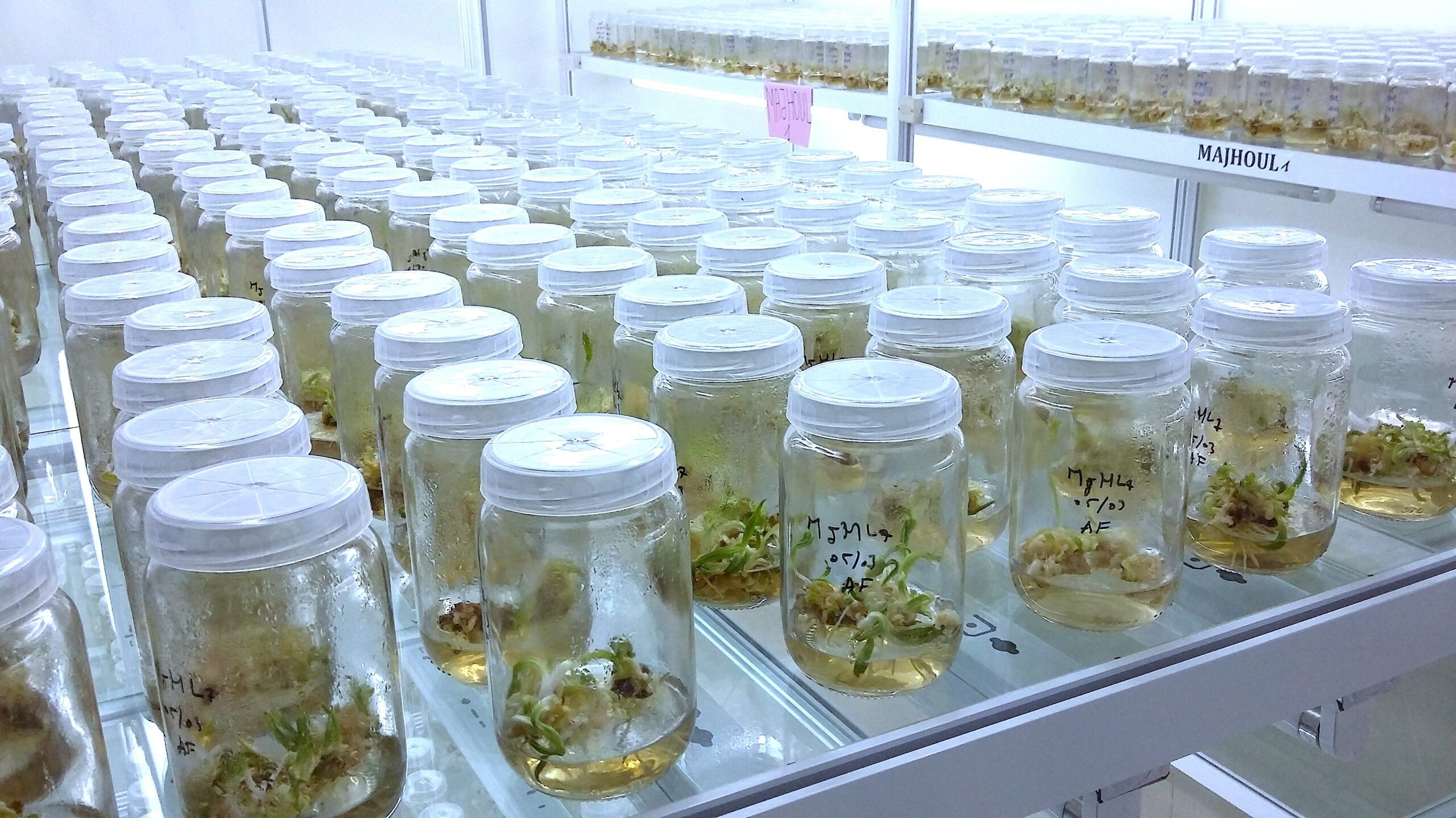 vitro_plant_dattes.jpg