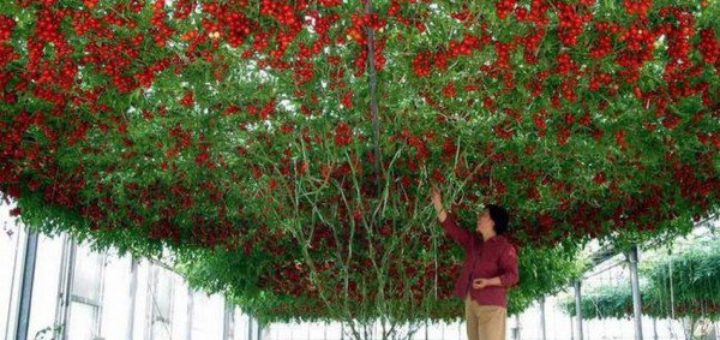 arbre_tomate.jpg