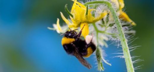 bourdon, pollinisation, tomate