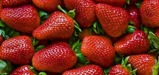Le potentiel allergique des fraises et des tomates dépend des ...