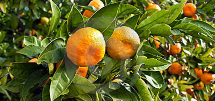 mandarine_fruits.jpg