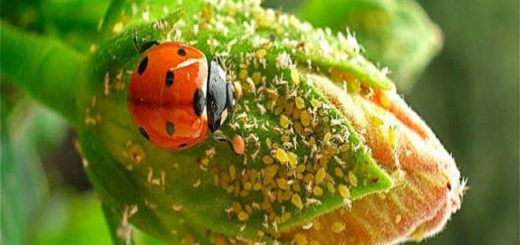 myzus-persicae-ladybug.jpg