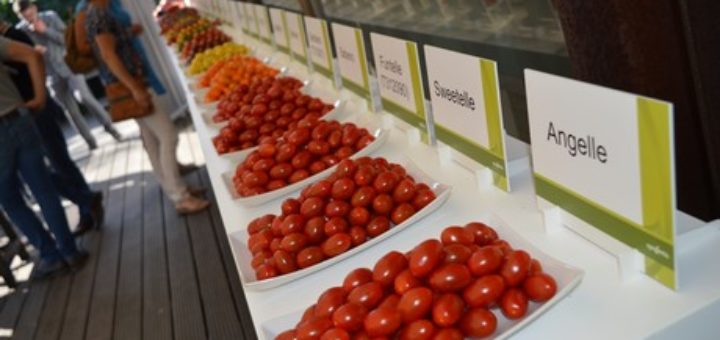 Tomate, Syngenta, Semences, Variété, Hollande,