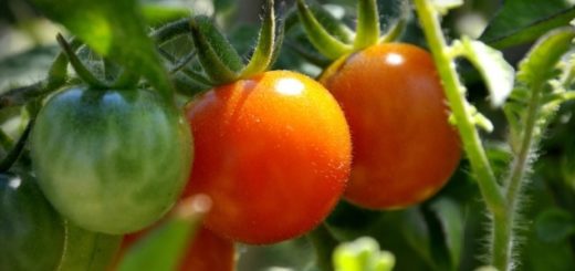 Tomate, BASF,Souss, Conditions climatiques, Traitement, Maladie, Poivron