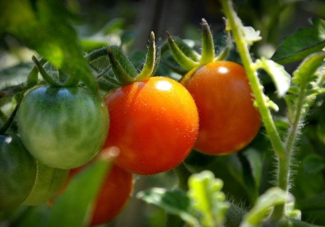 Tomate, BASF,Souss, Conditions climatiques, Traitement, Maladie, Poivron