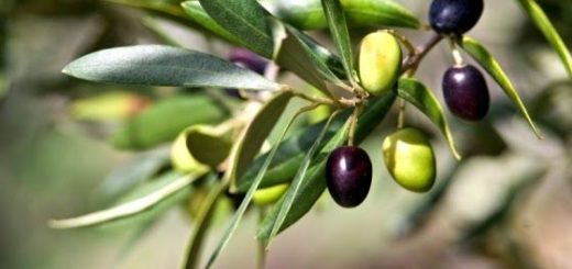 olivier, olive verte et noire