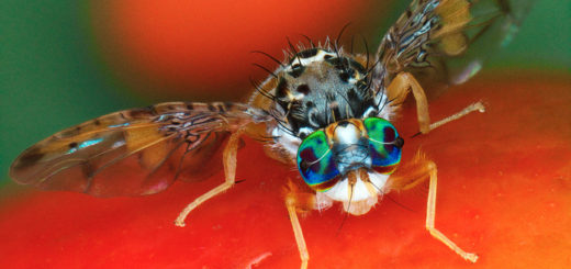 La cératite sur fruit