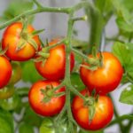 collet vert tomate
