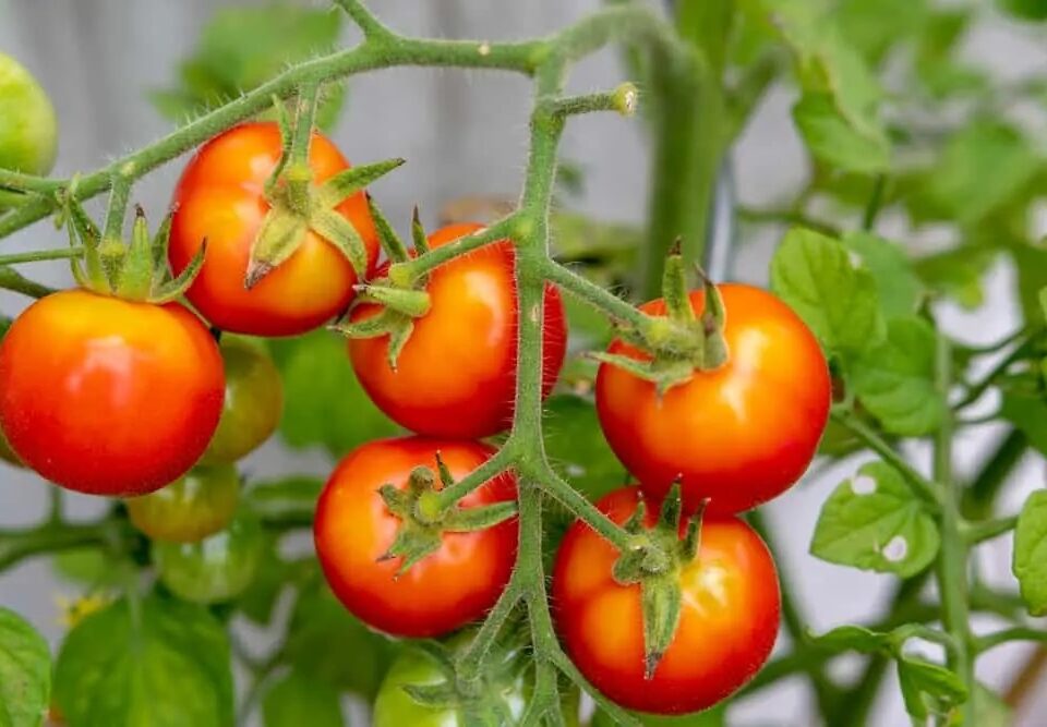 collet vert tomate