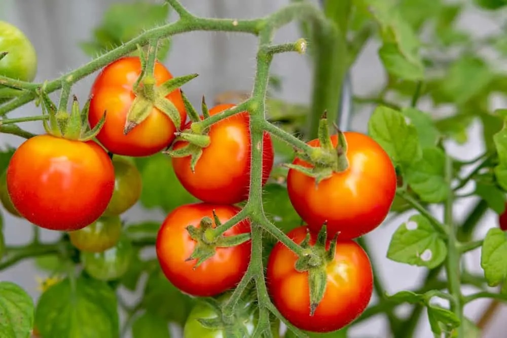 collet vert tomate