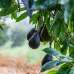 avocat HASS
