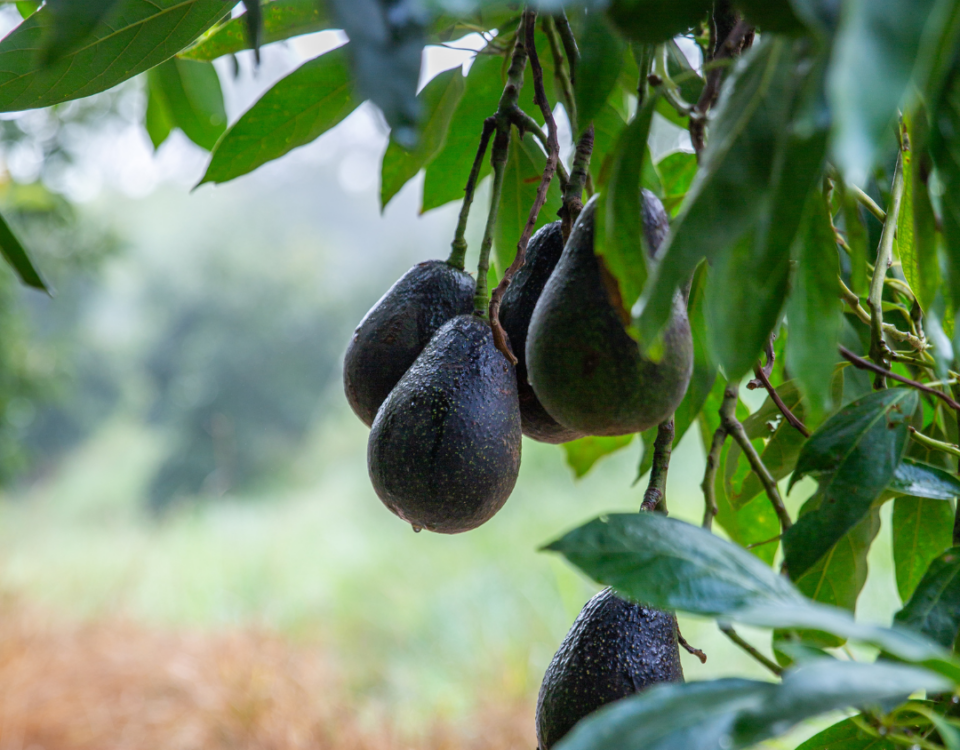 avocat HASS